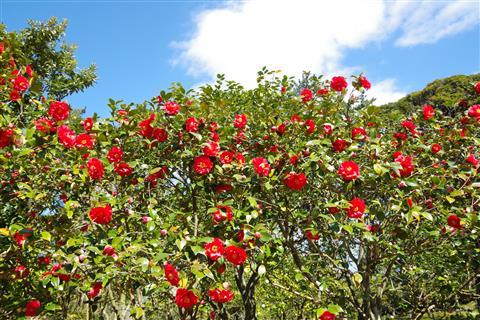 伊豆大島　椿まつり